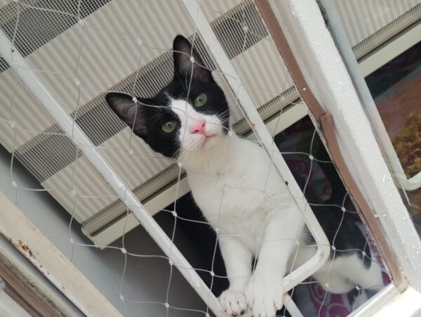 Mallas para protección de ventanas